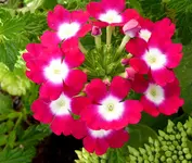 015.webp