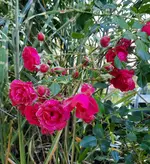 20240919_183721.webp