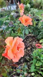 20240919_184018.webp