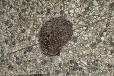 Igel_klein.webp