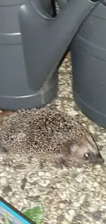 Igel_klein_2.webp