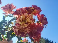 20240921_122359.webp