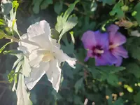 20240921_122245.webp
