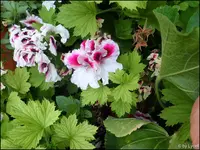 c013.webp