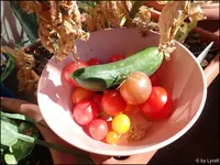 c015.webp