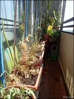 c016.webp