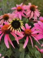 IMG_20240728_175525.webp