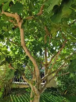 IMG_20240922_084537.webp
