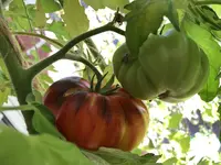 image.webp