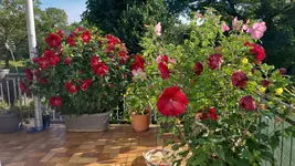 IMG-20240831-WA0017.webp
