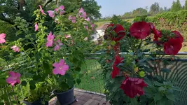 IMG-20240830-WA0006.webp