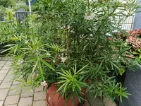 Orangenblume2.webp