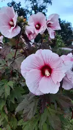 20240813_200428.webp