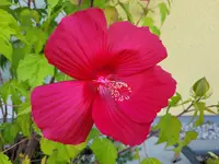 20240826_194528.webp