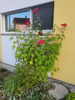 20230821_070650.webp