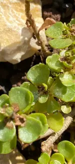 Neueste Fotos anzeigen.webp