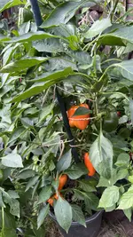 IMG_2483.jpeg
