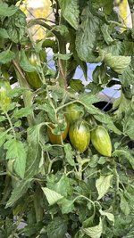 IMG_2477.jpeg