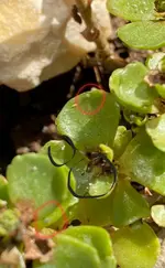 Screenshot_20240923_115527_Samsung Internet.webp