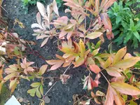 IMG_20240908_114246_1.webp