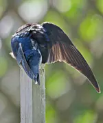 IMG_9082 v (2).webp