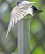 IMG_9084 v (2).webp