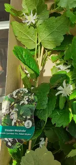 20240924_113211.webp