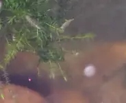 videoframe_0.webp