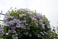 Cl.vit.Emilia Plater1218.webp