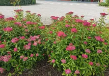 IMG_20240602_162629.webp