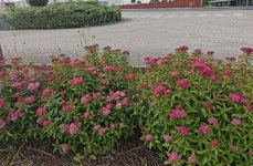 IMG_20240602_162649.jpg