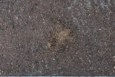 Torfabdeckung aufgekratzt 20210723.webp
