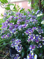 P1080619Blumenkasten.JPG