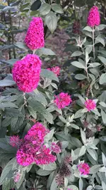 IMG_2351.jpeg