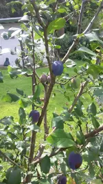 Pflaume.webp