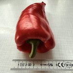 IMG_2575.jpeg