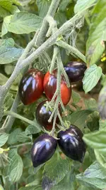 IMG_2535.jpeg