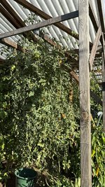 IMG_2527.jpeg