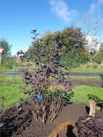 20240929_114909.webp