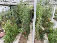 Tomatenpflanzen.webp