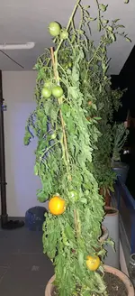 Tomate*Mangué*24-09-29.webp