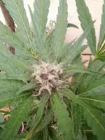 Black Cherry Punsh 1.webp