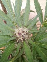 Black Cherry Punsh 1.jpg