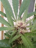 Black Cherry Punsh 2.jpg
