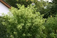 Hammerstrauch0315.webp
