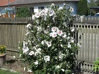 2024HeleneSept.webp