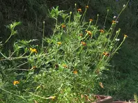 2024Tagetes.webp