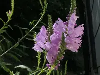 2024Gelenk3.webp