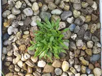 2024EckSchalSilene.webp