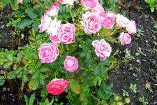 Rose rose.webp